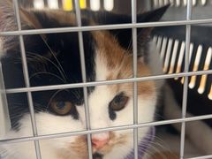 -艾贝尔宠物医院·24H转诊中心·肿瘤猫专科(江宁双龙店)
