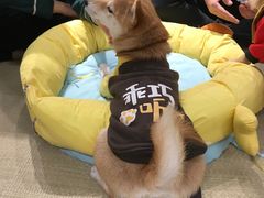 -逗柴咖啡屋·狗咖猫咖宠物桌游