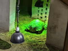 -萌宠奇缘(荣鼎店)