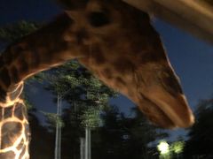 -清迈夜间动物园