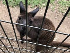 -费瑟代尔野生动物园