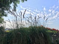 景点-百万葵园