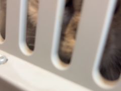 -宠颐生斯嘉宠物医院·急重症·心内科(谷阳北路分院)