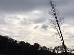-王借岗森林公园