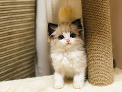 -纳吉亚猫专科动物医院博雅分院