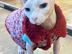 -MOCHA明星猫咖(田子坊店)