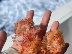 -小猫钓鱼海钓俱乐部(椰梦长廊店)