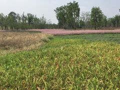 -白鹭湾湿地公园