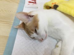 -乐派堂宠物医院·猫友好· 心脏科(东街店)