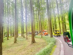 -黄海国家森林公园