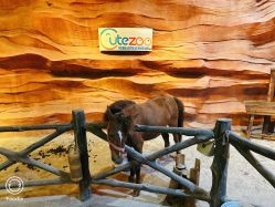 -酷嗒动物文化乐园(cutezoo西溪乐天城店)