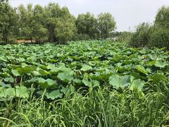 -长兴太湖图影湿地文化园
