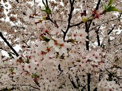 -同济大学(嘉定校区)