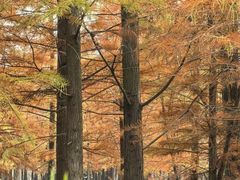 -白鹭湾湿地公园
