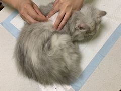 -派联宠物医院·24h·CT·异宠