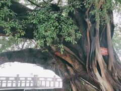 -江心屿景区