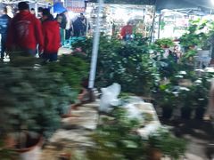 -中环花鸟鱼虫市场