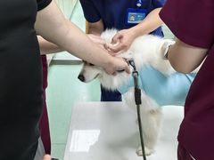 -北京观赏动物医院·24小时大型综合·猫专科·异宠专科