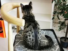 -平行世界·猫咖(首经贸店)