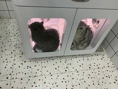 -BABIT巴比特宠物(MOMOPARK店)