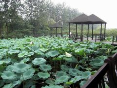 -溱湖国家湿地公园