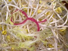 -赵美丽重庆火锅(西安直营总店)