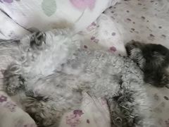 -波姐宠物家庭寄养