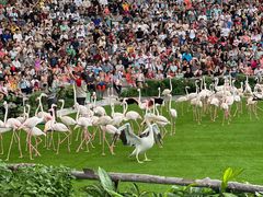 -新加坡飞禽公园