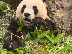 -添發碗仔翅美食