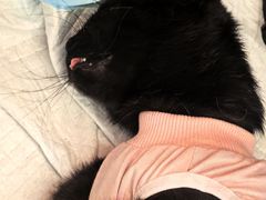 -瑞派·关忠动物医院·猫专科·犬专科(三环新城店)