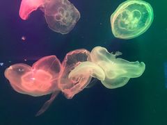 -成都浩海立方海洋公园