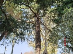 -王顺山国家森林公园