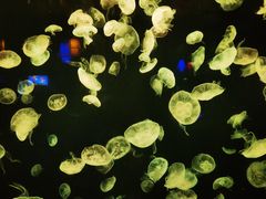 -太平洋海底世界