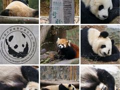 -都江堰中华大熊猫苑