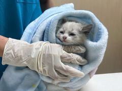 -宠颐生猫科·内科皮肤科(西平世纪城店)