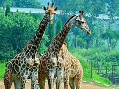 -石家庄市动物园