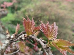 -木兰云雾山