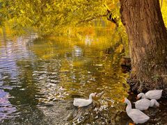 -西山人家·传统苏帮菜·家宴(木渎店)