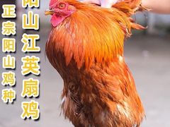 大扇鸡-阳山好鸡汇原生态食材·农家菜(松岗店)