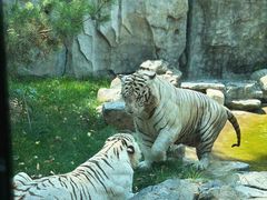 -北京野生动物园