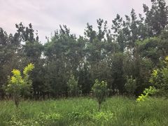 -西青郊野公园