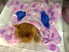 -爱侣宠医·鹦鹉专科·小型哺乳类·异宠专科(灵石路店)