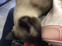 -猫咪博物馆(顶澳仔猫街店)