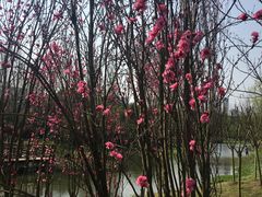 -贵阳市花溪国家城市湿地公园