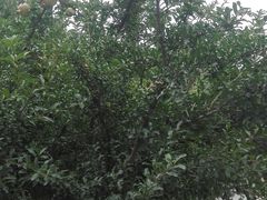 -秦始皇帝陵博物院-丽山园