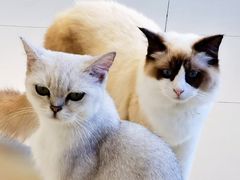 -怪兽屋·羊驼·猫咖·狗咖(俊华广场店)