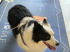 -宠颐生动物医院·心脏科·保险定点(锦阳分院)