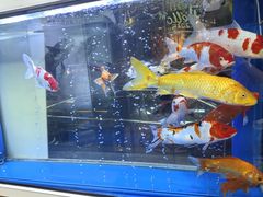 -南京金牛湖巨碗鱼头