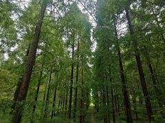 -黄海国家森林公园