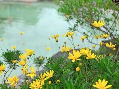 -吴淞炮台湾湿地森林公园烧烤区